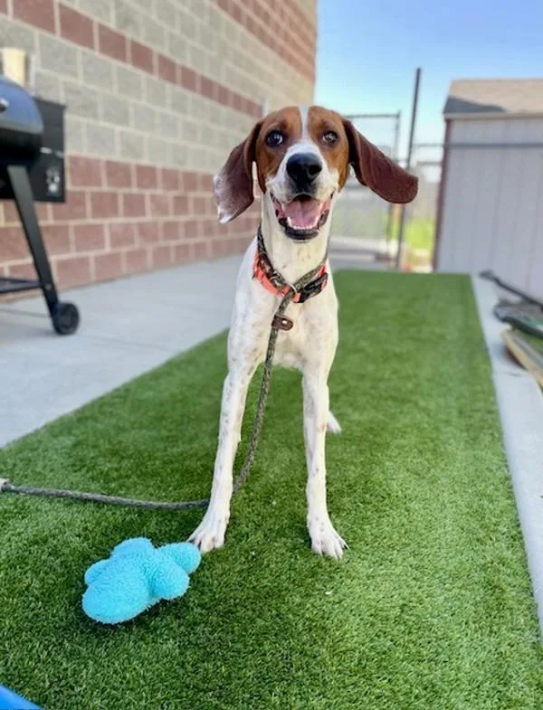 A young medium-sized male American Foxhound dog named Famous Amos for adoption in Salt Lake City, UT