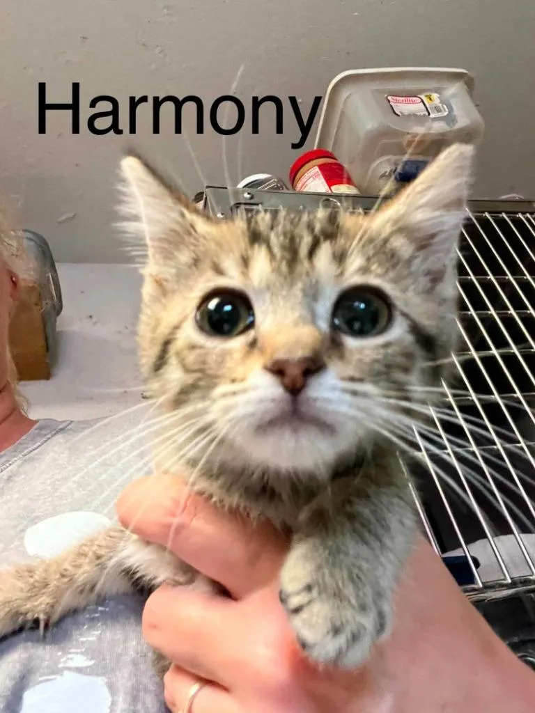 Harmony