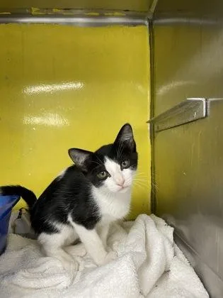 A baby small-sized male Domestic Short Hair cat named Humphrey for adoption in Houston, TX
