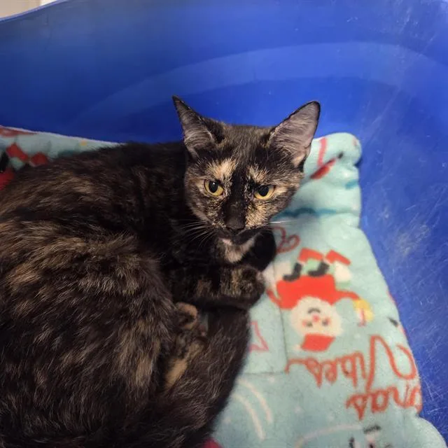 An adult medium-sized female Domestic Short Hair cat named Cinder for adoption in Palmetto, FL
