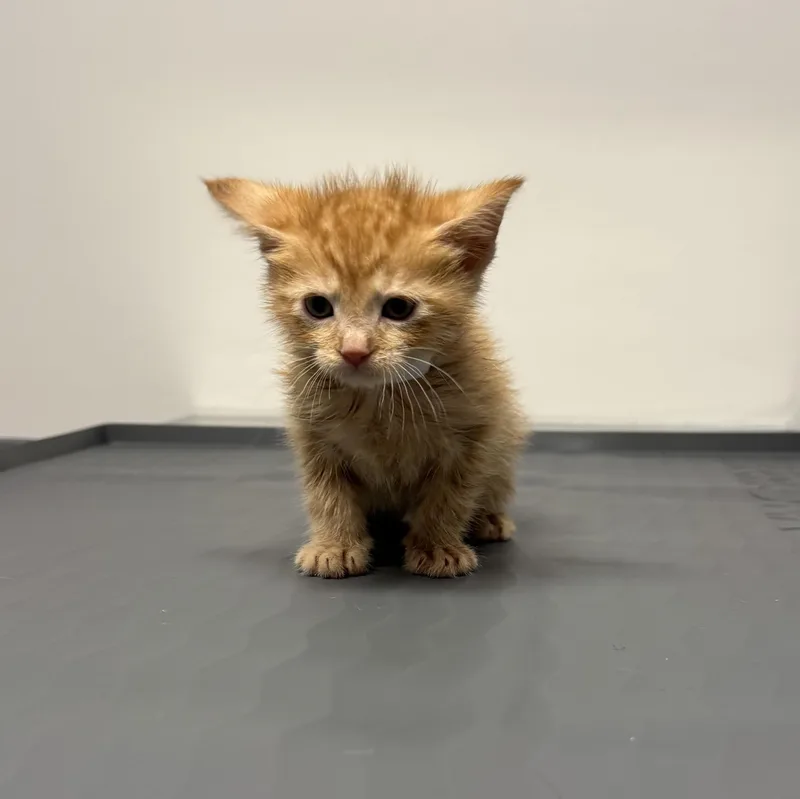 A baby small-sized female Orange & White Domestic Short Hair cat named Ginny for adoption in Acworth, GA