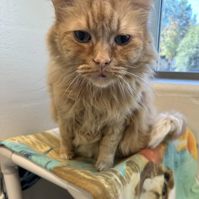 An adult extra large-sized male Tabby (Orange / Red) Domestic Medium Hair cat named Jeffery for adoption in Manassas, VA