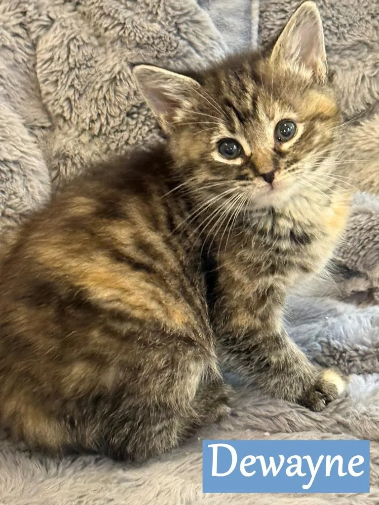 A baby medium-sized male Domestic Short Hair cat named Dewayne for adoption in Hoover , AL