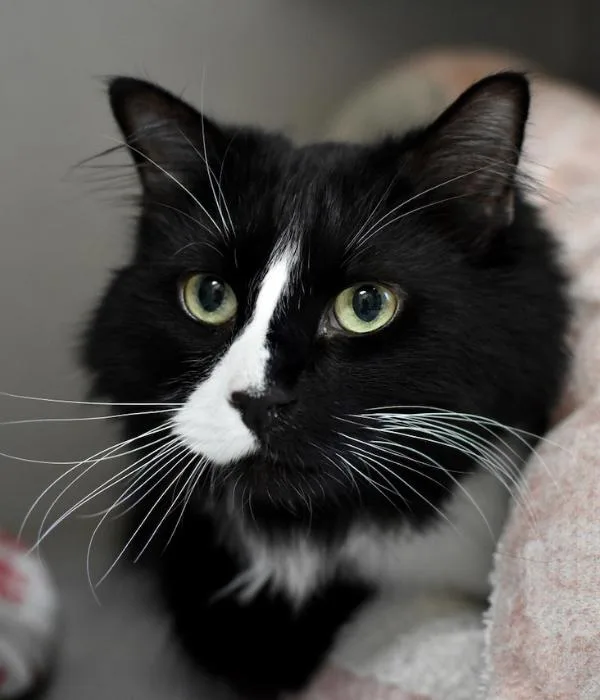 An adult medium-sized male Black & White / Tuxedo Domestic Medium Hair cat named Hank for adoption in Marietta, GA