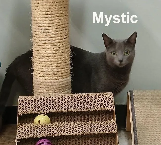 Mystic Shes.