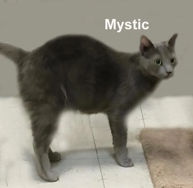 Mystic Shes. thumbnail 2
