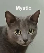 Mystic Shes. thumbnail 3