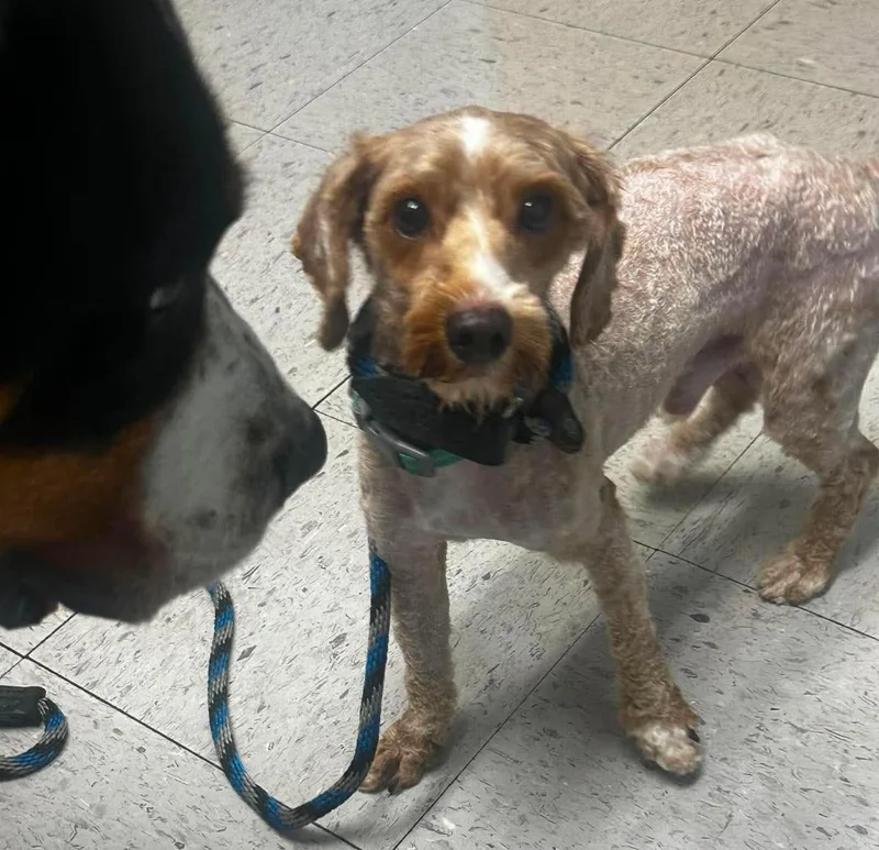 An adult small-sized male Miniature Poodle dog named Fergus for adoption in Rochester, NY