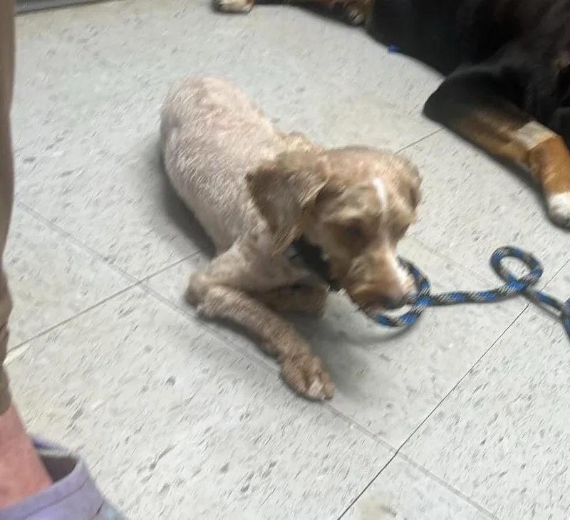 Fergus thumbnail 3