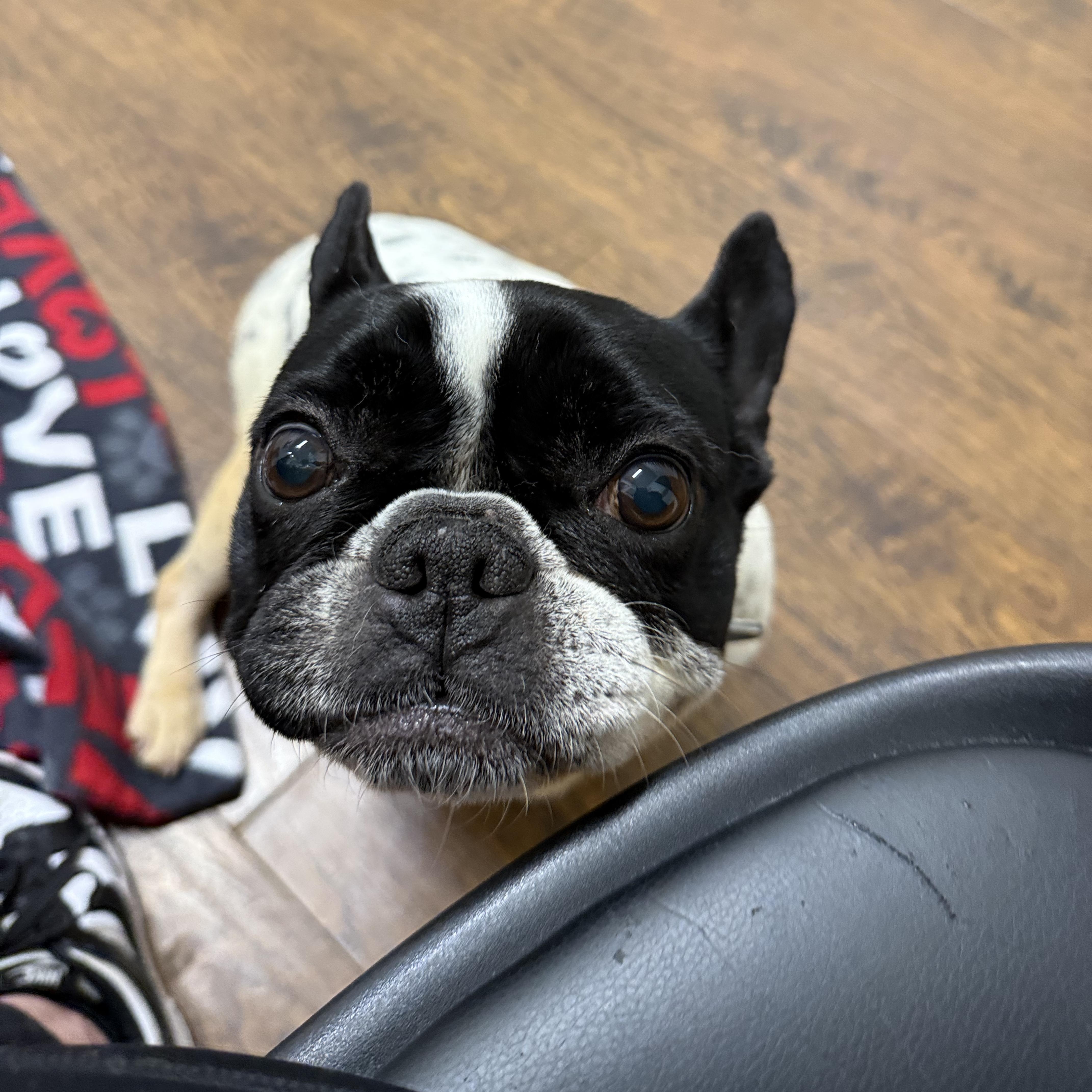 An adult medium-sized female French Bulldog dog named Kb for adoption in Ferndale, WA