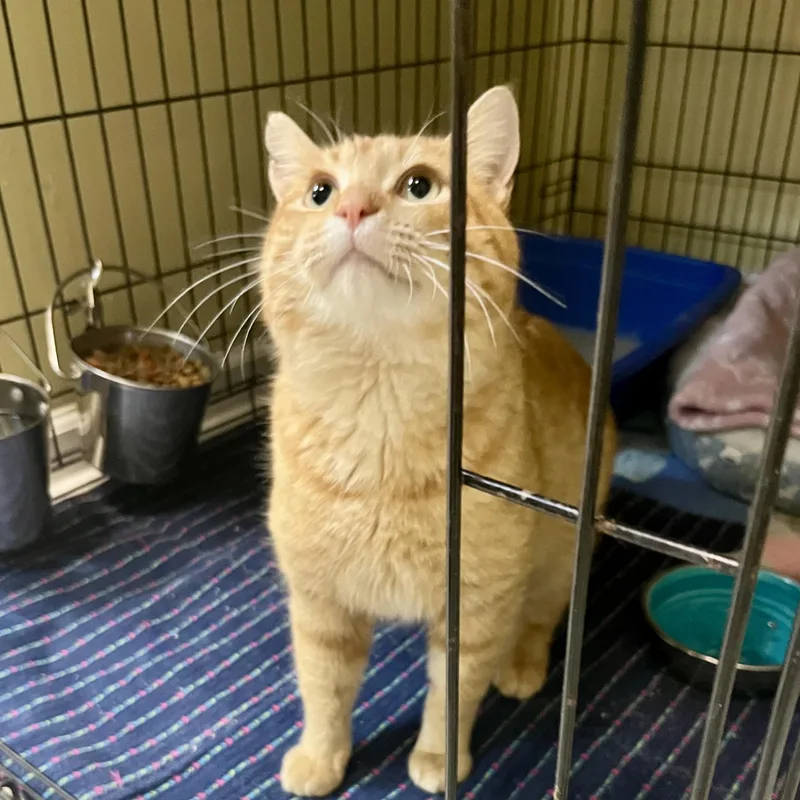 Cheesecake thumbnail 2