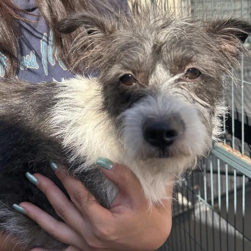 An adult small-sized female White / Cream Terrier dog named Small Fry for adoption in Point Richmond, CA