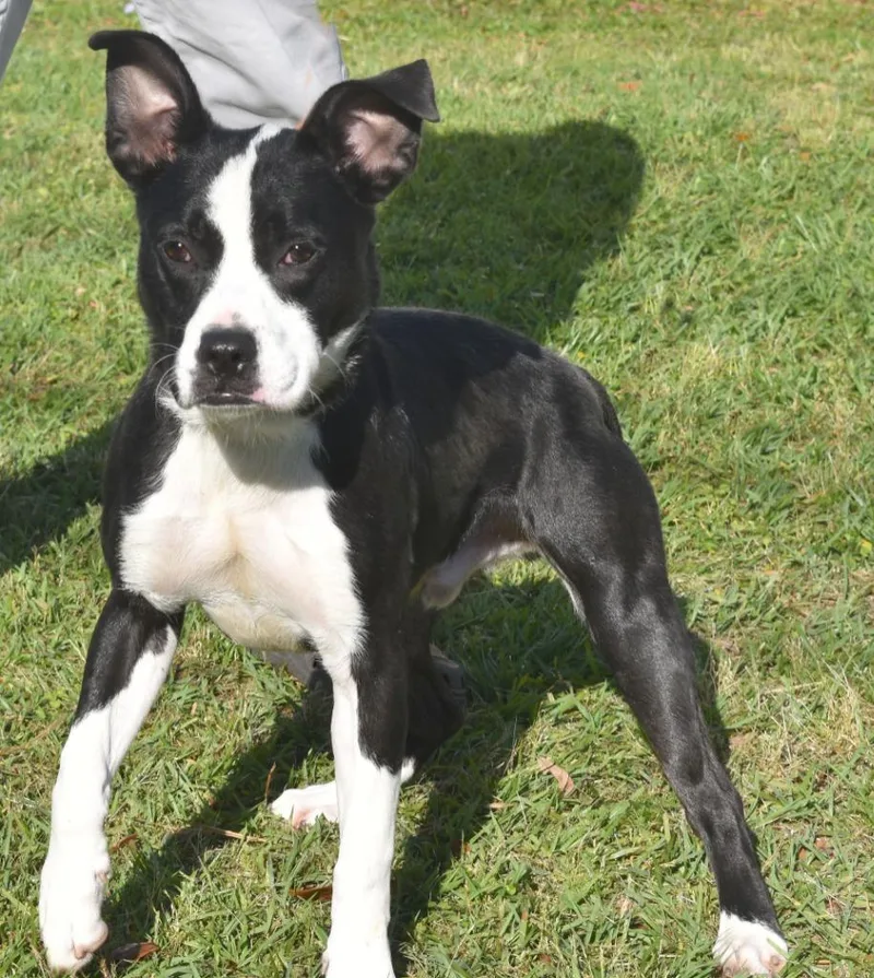 A young medium-sized male Mixed Breed dog named Spaghetti for adoption in Kingsland, GA