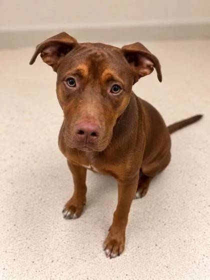An adult large-sized male Mixed Breed dog named Dozier for adoption in Gulfport, MS