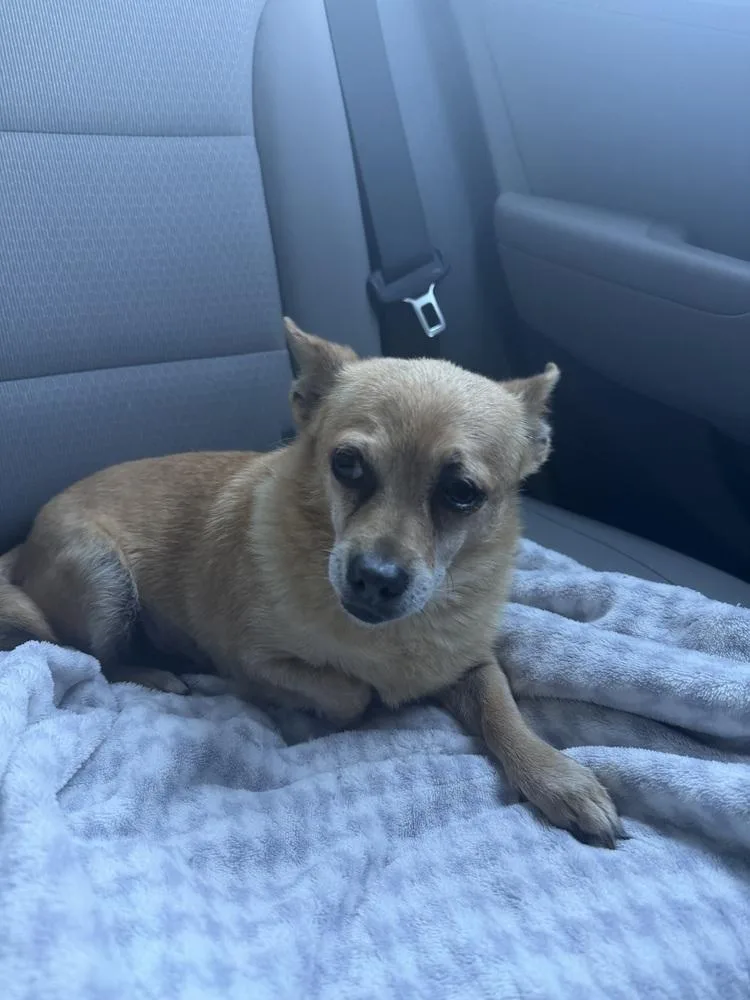 An adult small-sized female Chihuahua dog named Maple for adoption in Mooresville, NC