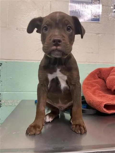 A baby small-sized male Pit Bull Terrier dog named Miso for adoption in Sacramento, CA