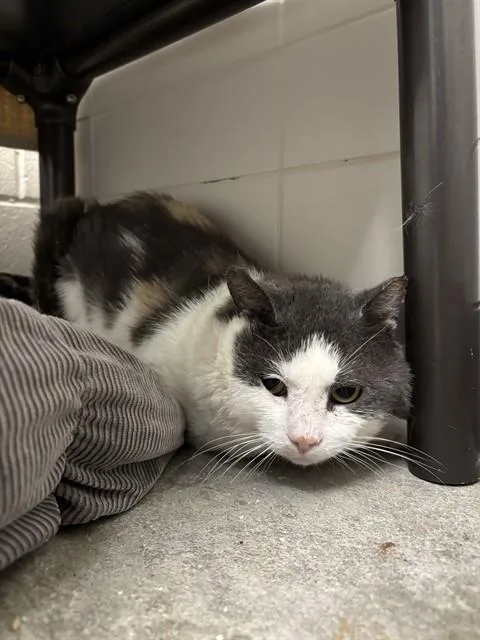 An adult large-sized male Domestic Short Hair cat named Wild Wonder for adoption in Leesburg, VA