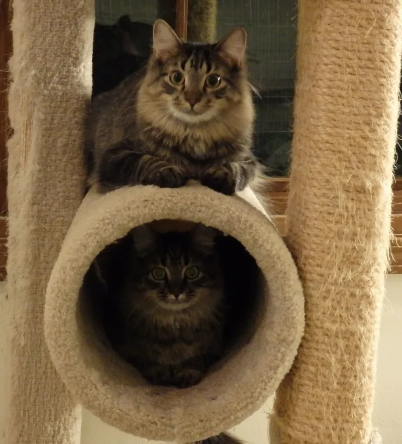 An adult medium-sized female Tabby (Brown / Chocolate) Domestic Long Hair cat named Azalea for adoption in Westfield, IN