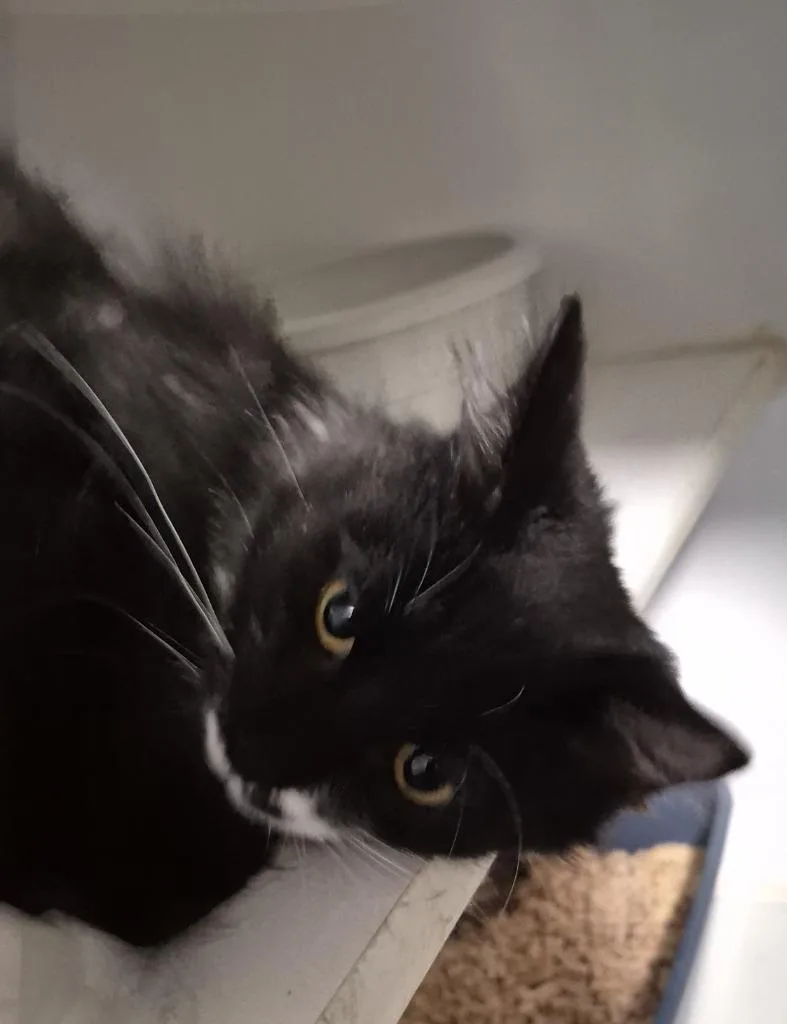 A baby small-sized male Domestic Medium Hair cat named Buddy for adoption in Thompson Falls, MT