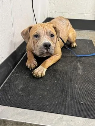 A young medium-sized female Brown / Chocolate Pit Bull Terrier dog named Blossom for adoption in Cleveland, OH