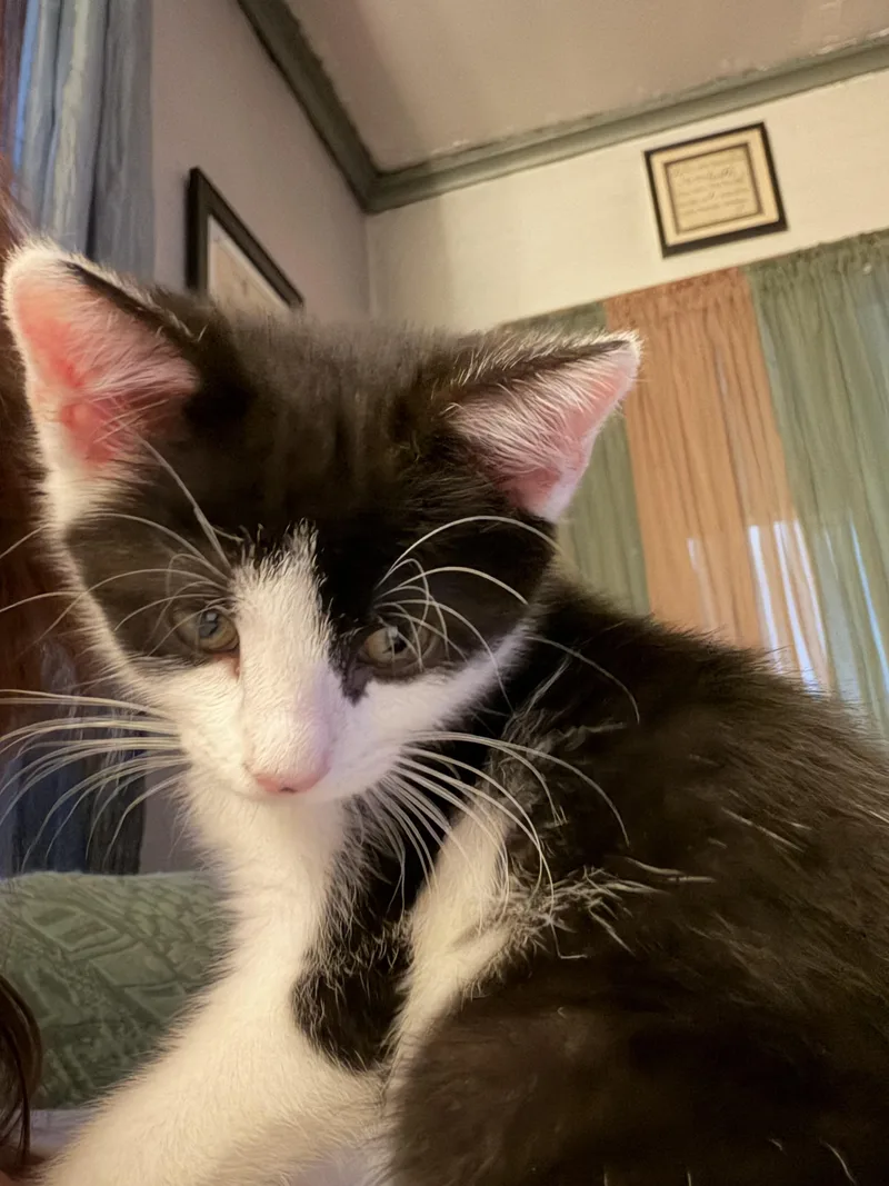 A baby small-sized female Domestic Short Hair cat named Sassy Sis for adoption in Bethel Park, PA