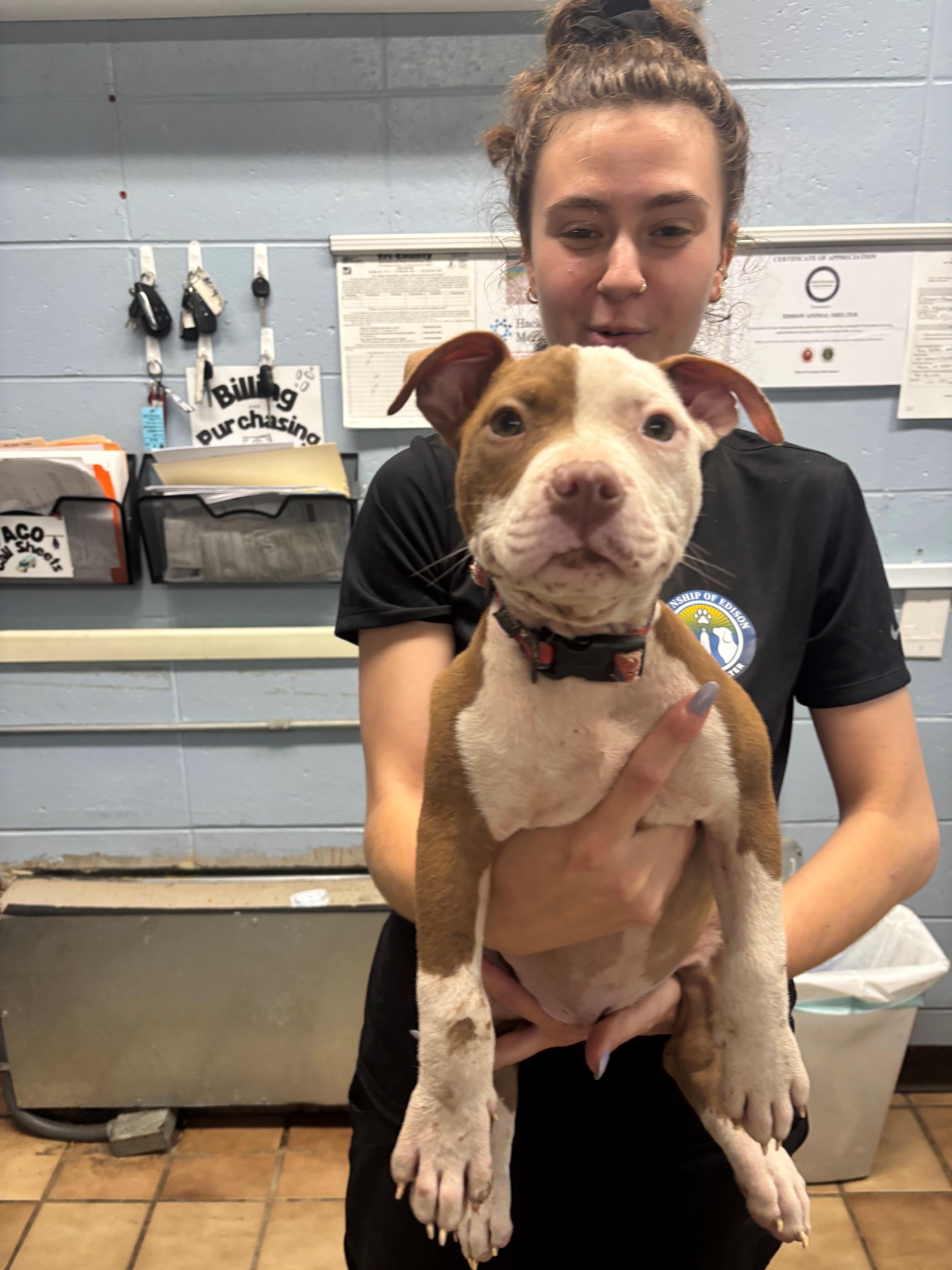 A baby medium-sized female Brown / Chocolate Pit Bull Terrier dog named Brooklyn for adoption in Edison, NJ