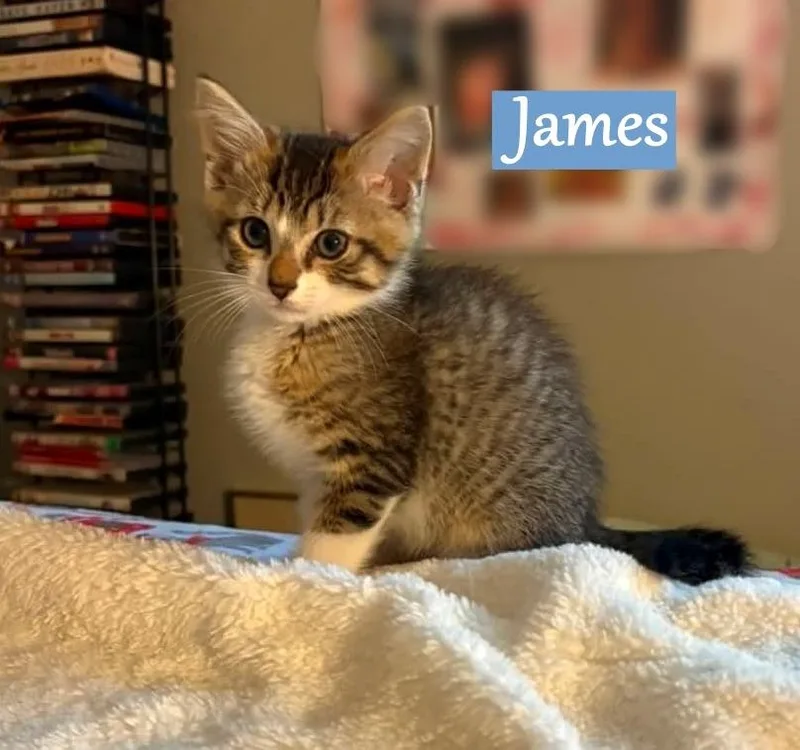 A baby medium-sized male Domestic Medium Hair cat named James for adoption in Hoover , AL
