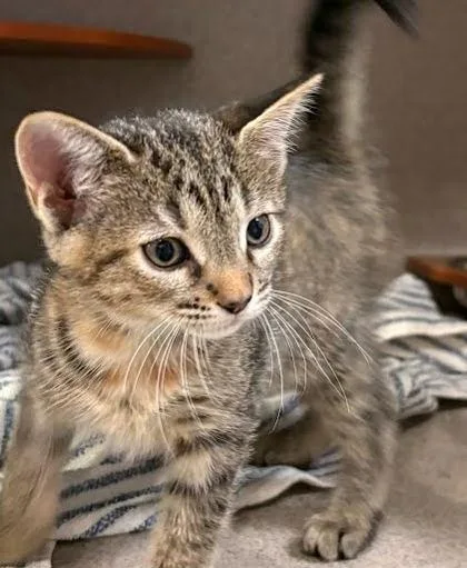 A baby small-sized female Domestic Short Hair cat named Bora Bora for adoption in Washington, DC
