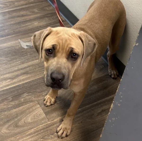 A young large-sized female Cane Corso dog named Piglet for adoption in San Diego, CA