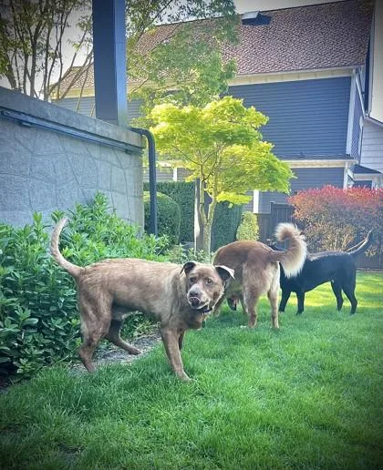 An adult large-sized male Labrador Retriever dog named Mermaid Man for adoption in Seattle, WA