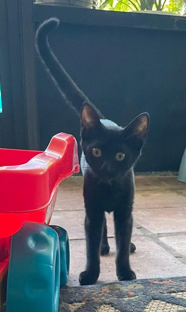 A baby medium-sized female Black Domestic Short Hair cat named Gnocchi for adoption in Lighthouse Point, FL