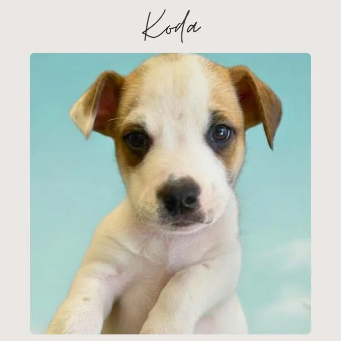 Koda