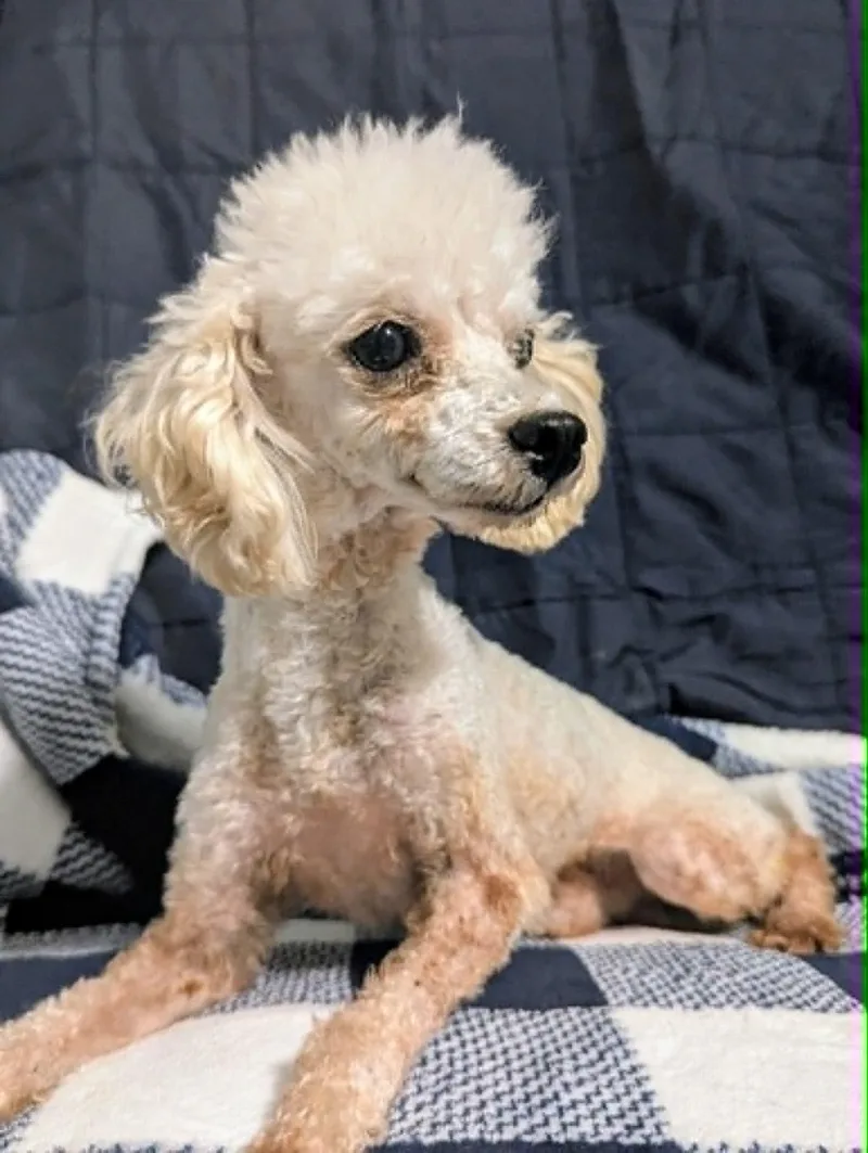 A young small-sized male White / Cream Toy Poodle dog named Cash for adoption in Plant City, FL