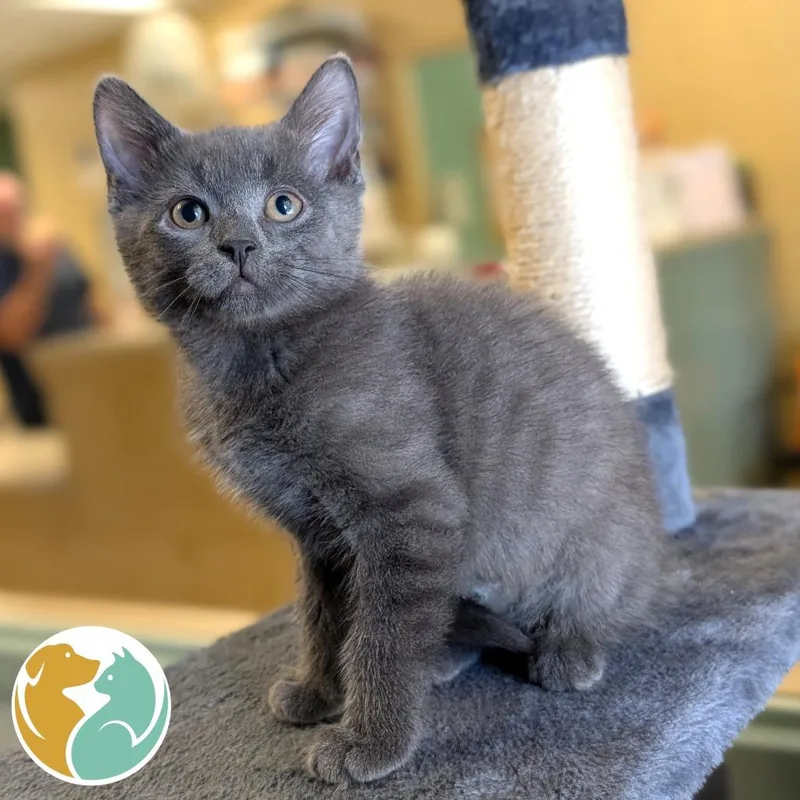 A baby small-sized male Gray / Blue / Silver Domestic Medium Hair cat named Cayenne for adoption in Toledo, OH