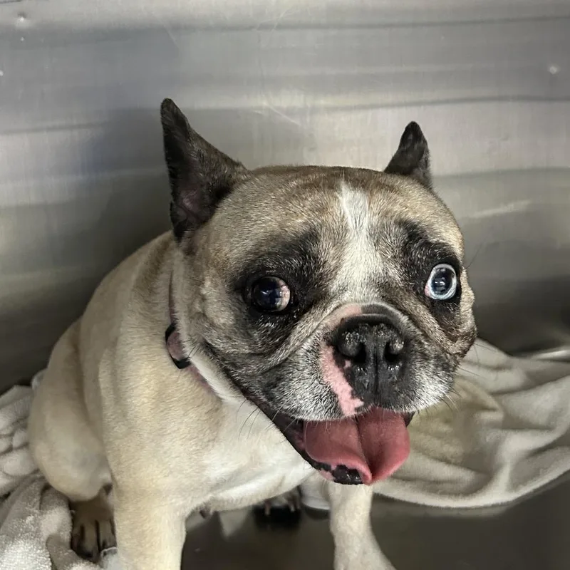 Lulu