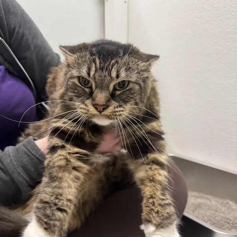 A senior medium-sized female Brown / Chocolate Domestic Medium Hair cat named Mittens for adoption in Pekin, IL