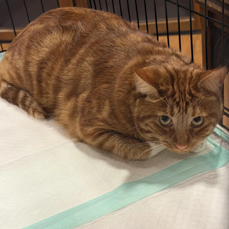 A young medium-sized male Tabby (Orange / Red) Domestic Short Hair cat named Jake for adoption in Buffalo, NY