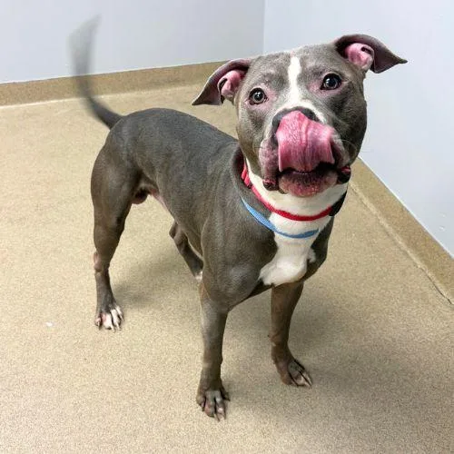 A young medium-sized male Pit Bull Terrier dog named Rawlii Storm for adoption in Aurora, CO