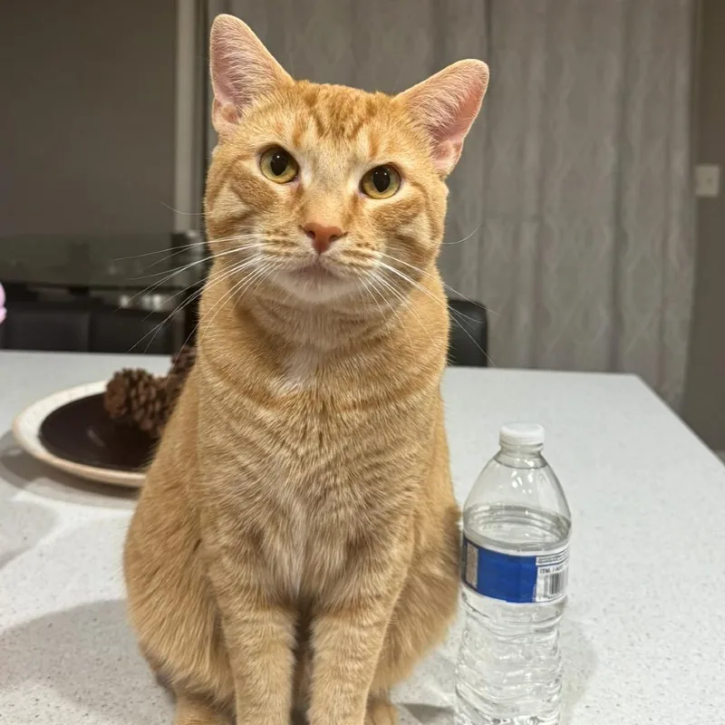 An adult small-sized male Orange / Red Domestic Medium Hair cat named Flounder  Home To for adoption in South Elgin, IL