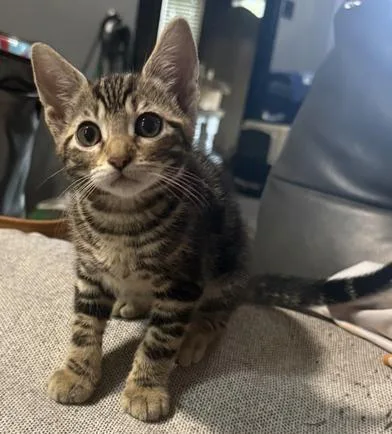 A baby small-sized female Tabby (Brown / Chocolate) Domestic Short Hair cat named Rozy for adoption in Liverpool, TX