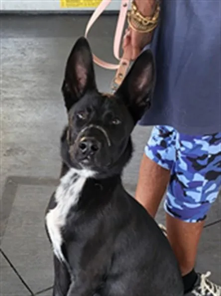 A young medium-sized male German Shepherd Dog dog named A for adoption in Los Angeles, CA