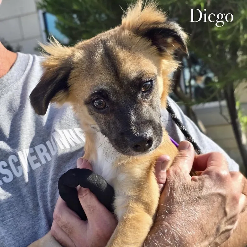 A young small-sized male Red / Chestnut / Orange Mixed Breed dog named Diego for adoption in Oxford, ME