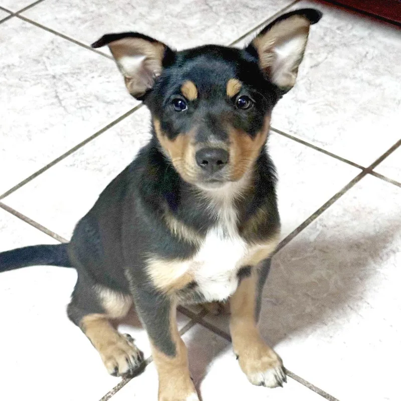A baby medium-sized female Black Shepherd dog named May for adoption in Flower Mound, TX