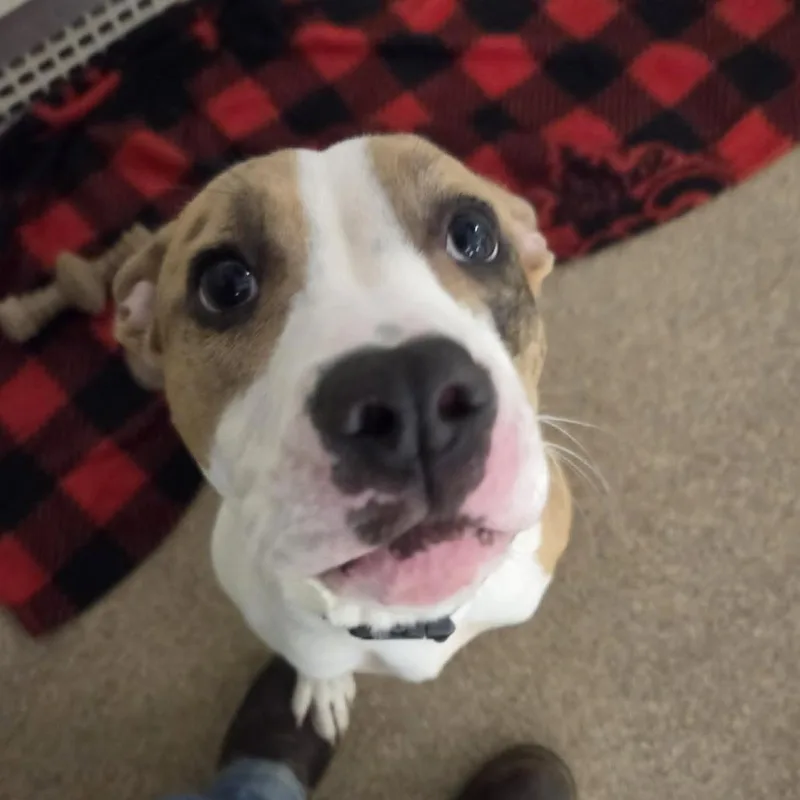 A young medium-sized female Brindle Mixed Breed dog named Allie for adoption in Ballston Spa, NY