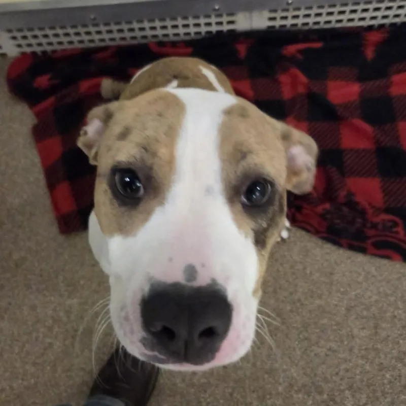 Allie thumbnail 3