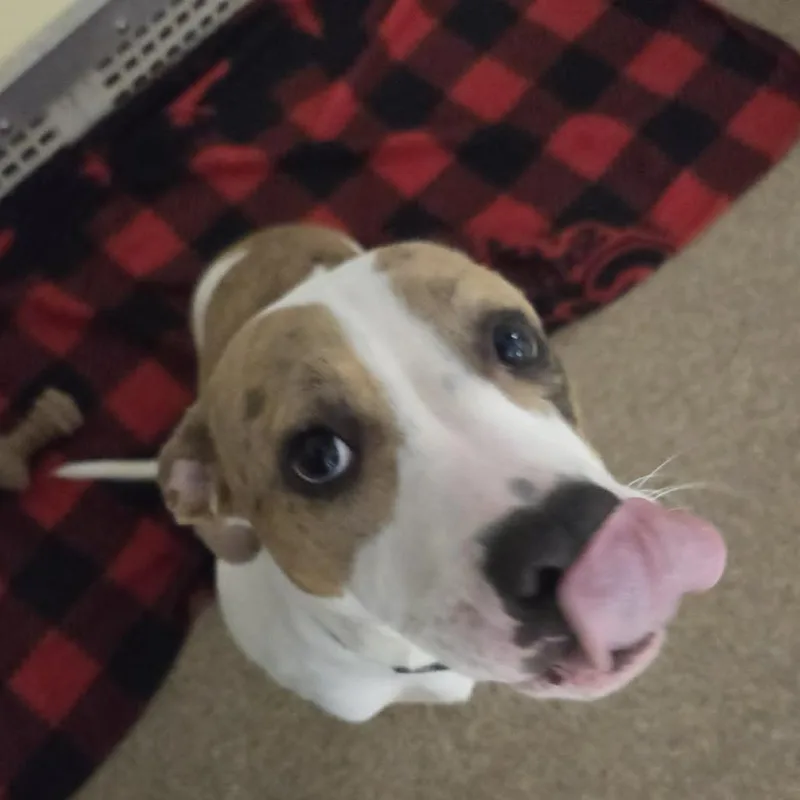 Allie thumbnail 4