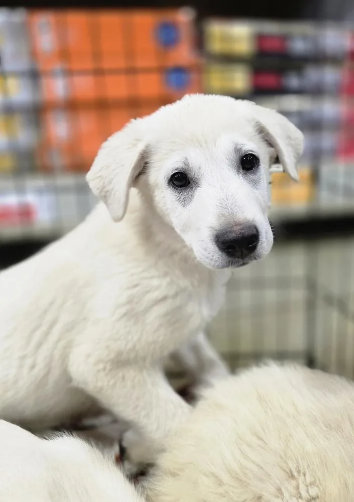 A young large-sized male German Shepherd Dog dog named Ruby's Rowdies : Blondie for adoption in Aurora, IN