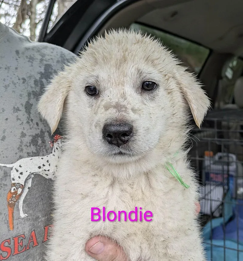 Ruby's Rowdies : Blondie thumbnail 5