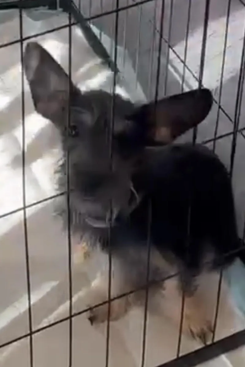 A young small-sized male Gray / Blue / Silver Terrier dog named Cashew for adoption in Woodland, CA