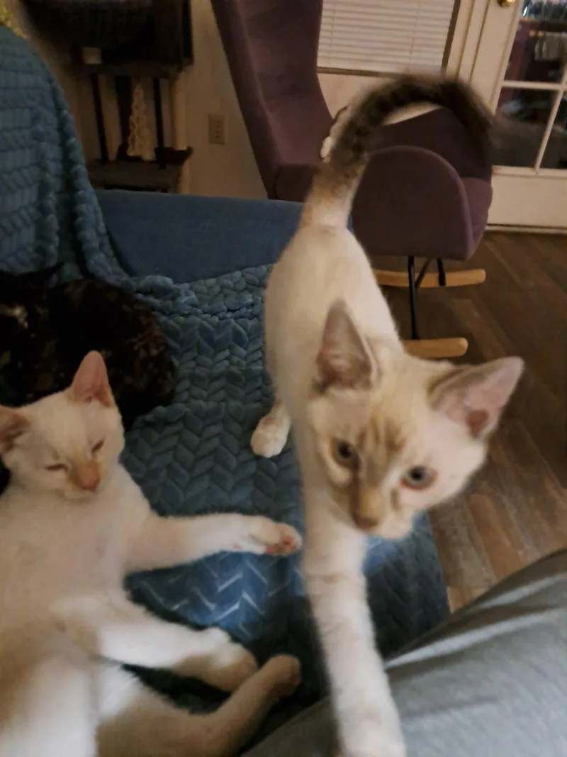 A baby medium-sized female Buff / Tan / Fawn Siamese cat named Dusty for adoption in Glendale, AZ